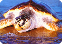 tartarugas